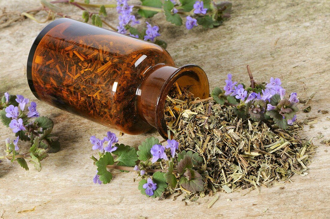Dried ground ivy (Glechoma hederacea) in apothecary bottle