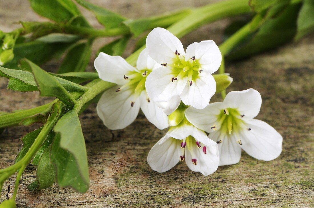 Watercress with flowers