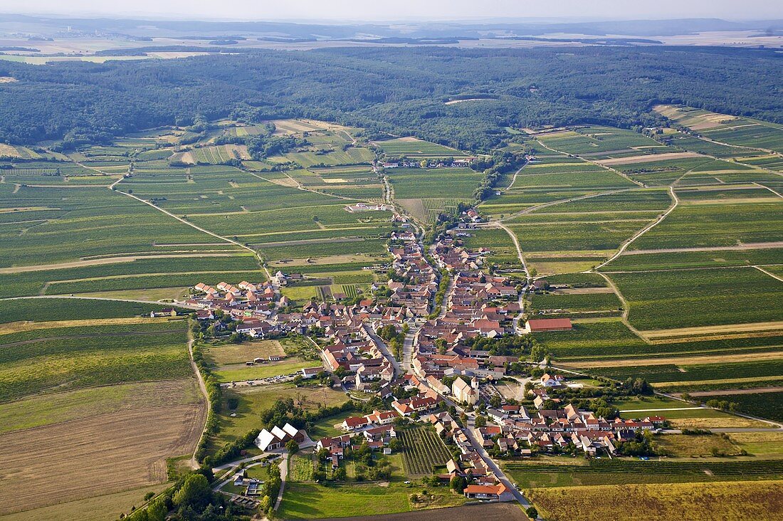 Landscape of vines around Obermarkersdorf, Weinviertel, Austria