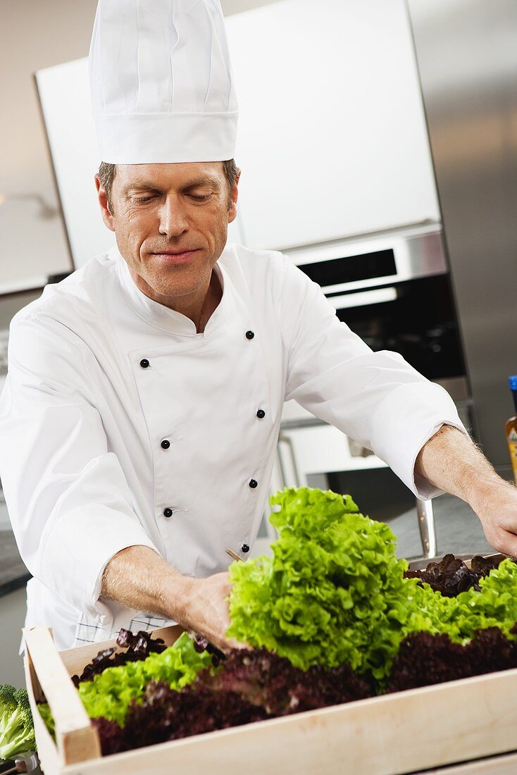 Koch prüft Salate in Steige