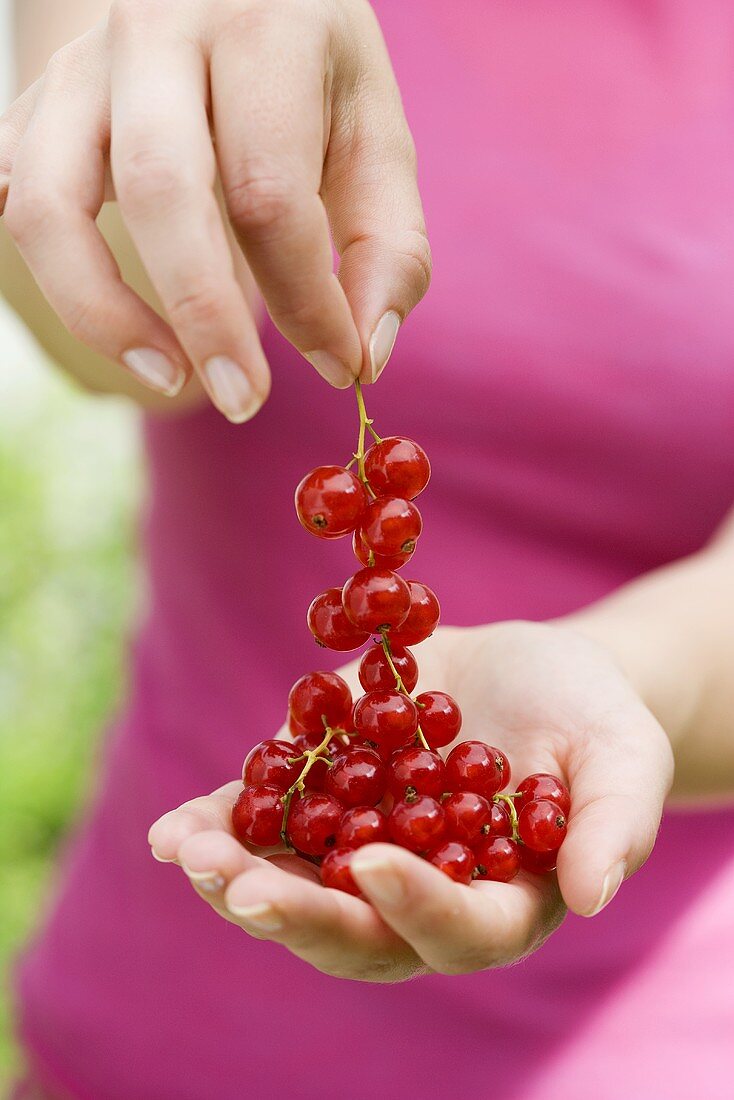 Hands holding cluster of redcurrants