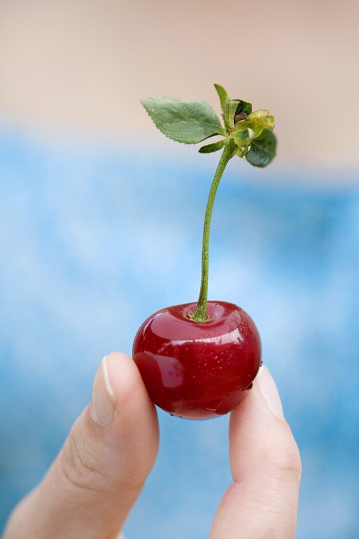 Cherry with stalk and leaves