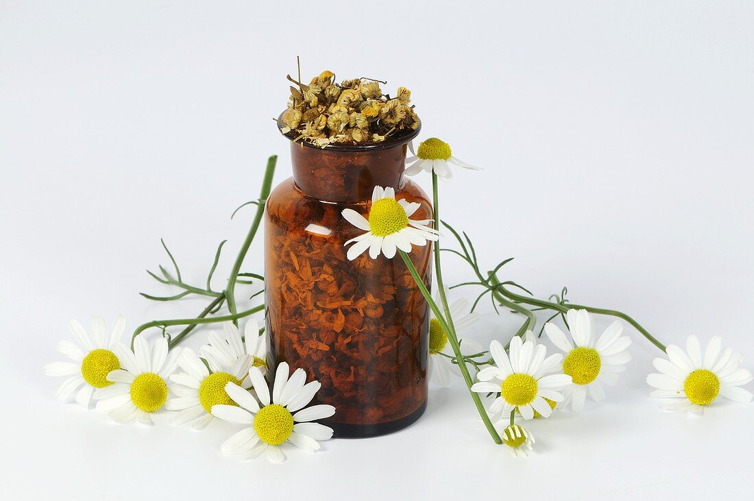 Frische und getrocknete Kamilleblüten im Fläschchen