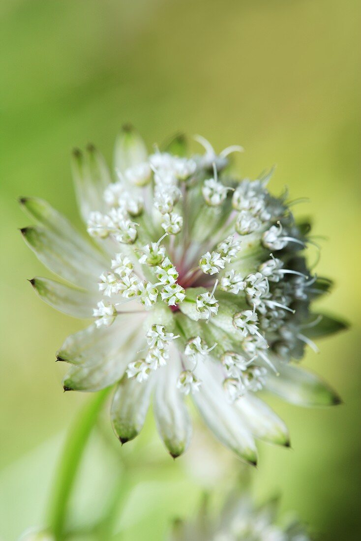 Astrantia (flowering)