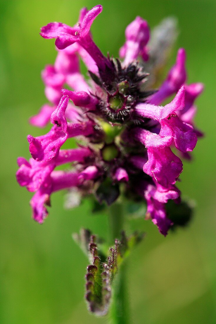 Heilziest mit Blüten