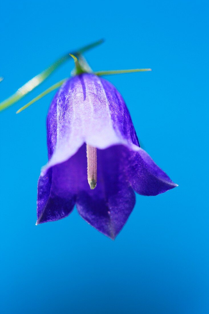 Harebell