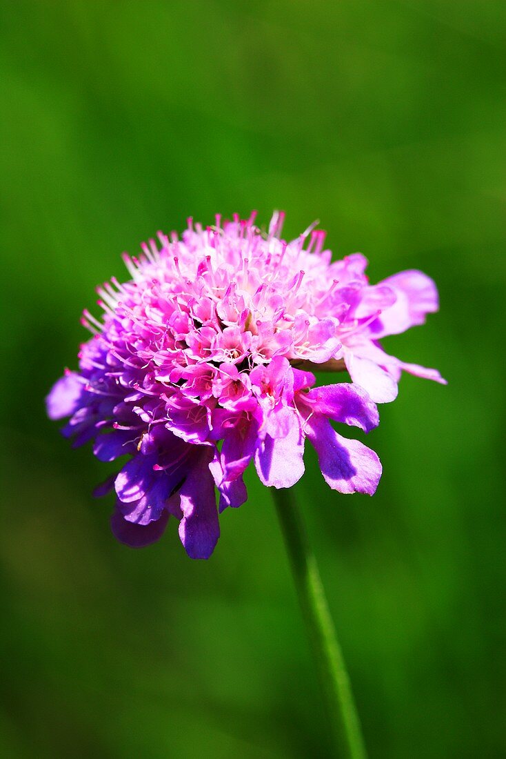 Field scabious in the open-air