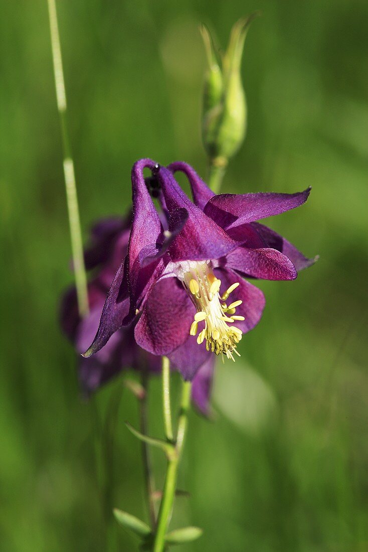 Aquilegia with violet blossom