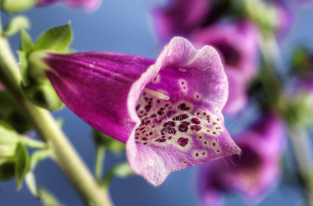 Fingerhutblüte (Digitalis purpurea)