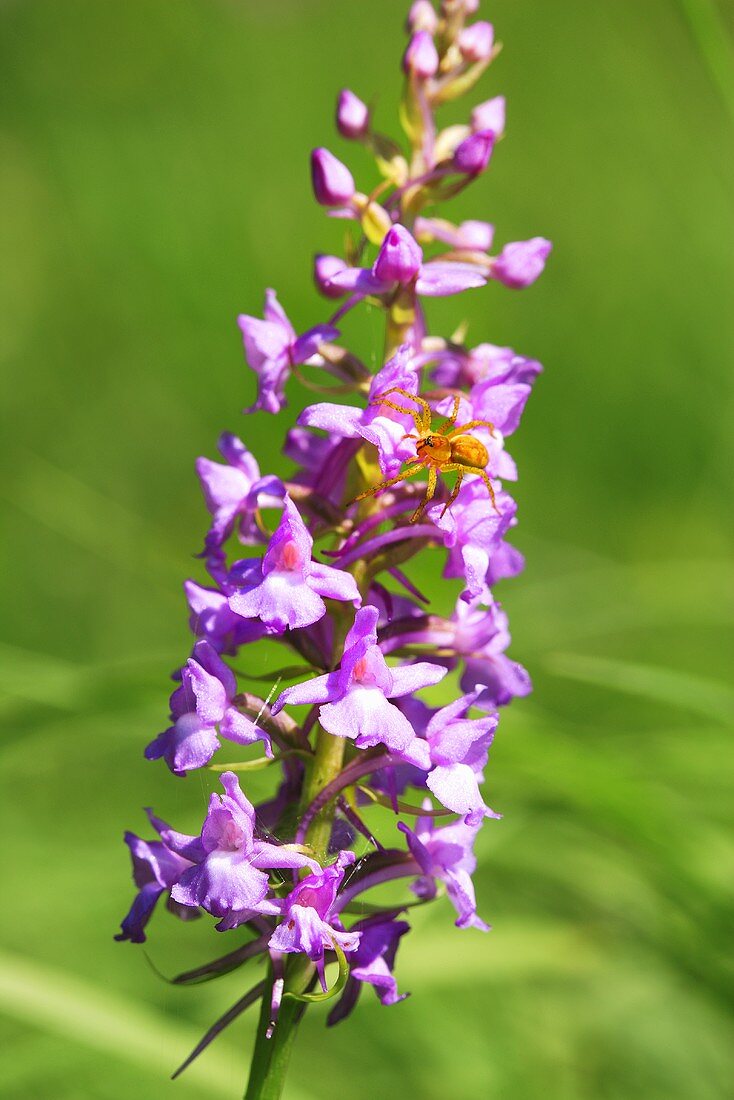 Mücken-Händelwurz mit Blüten und Knospen