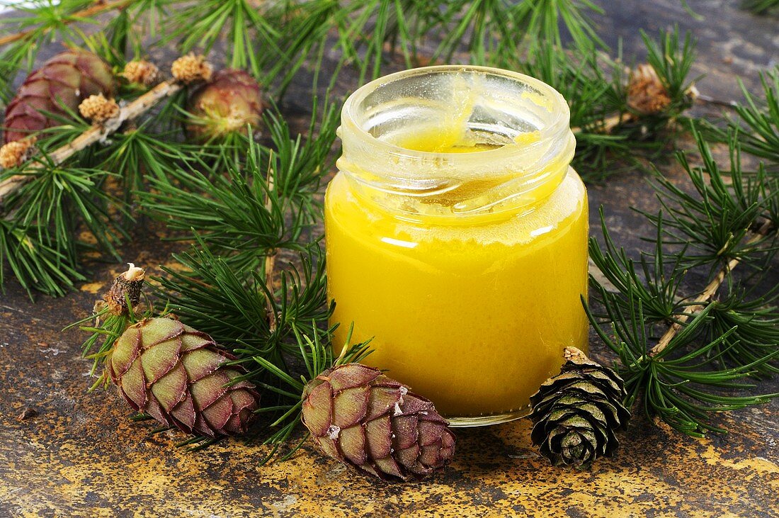 Larch ointment in jar surrounded by larch branches