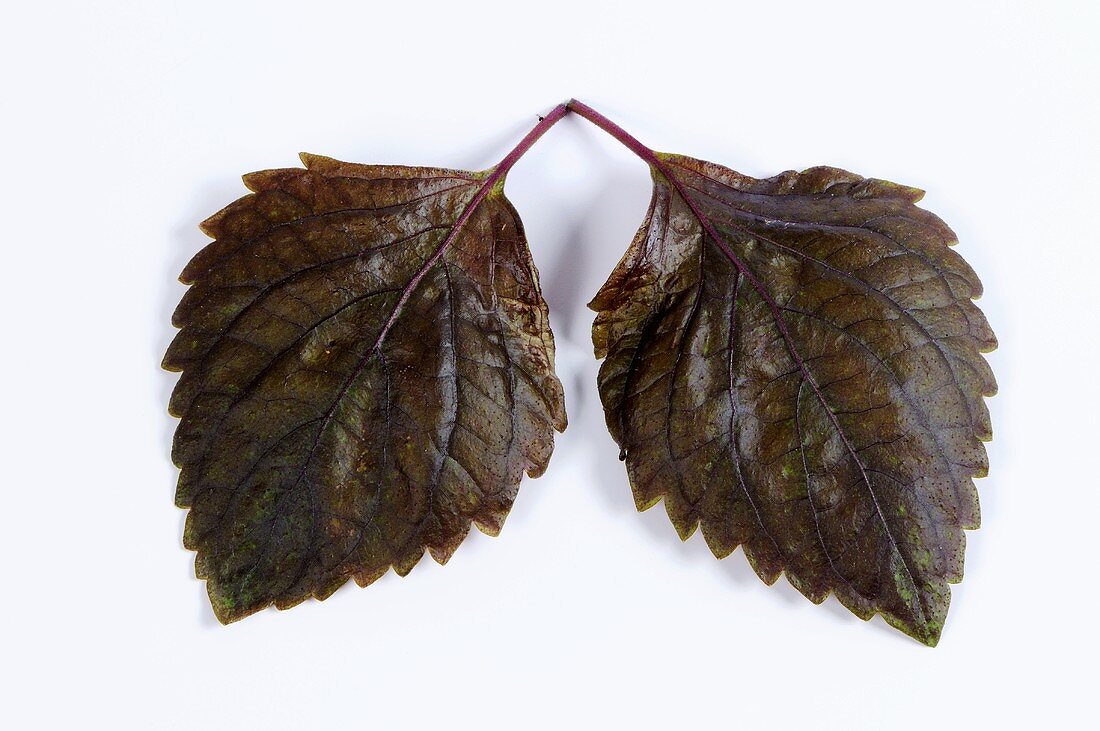 Perilla (zwei Blätter)