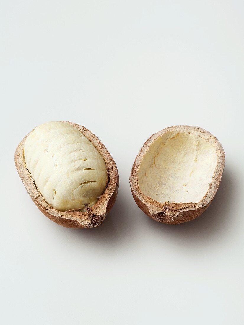 Cupuaçu (Großblütiger Kakao, Theobroma grandiflorum)