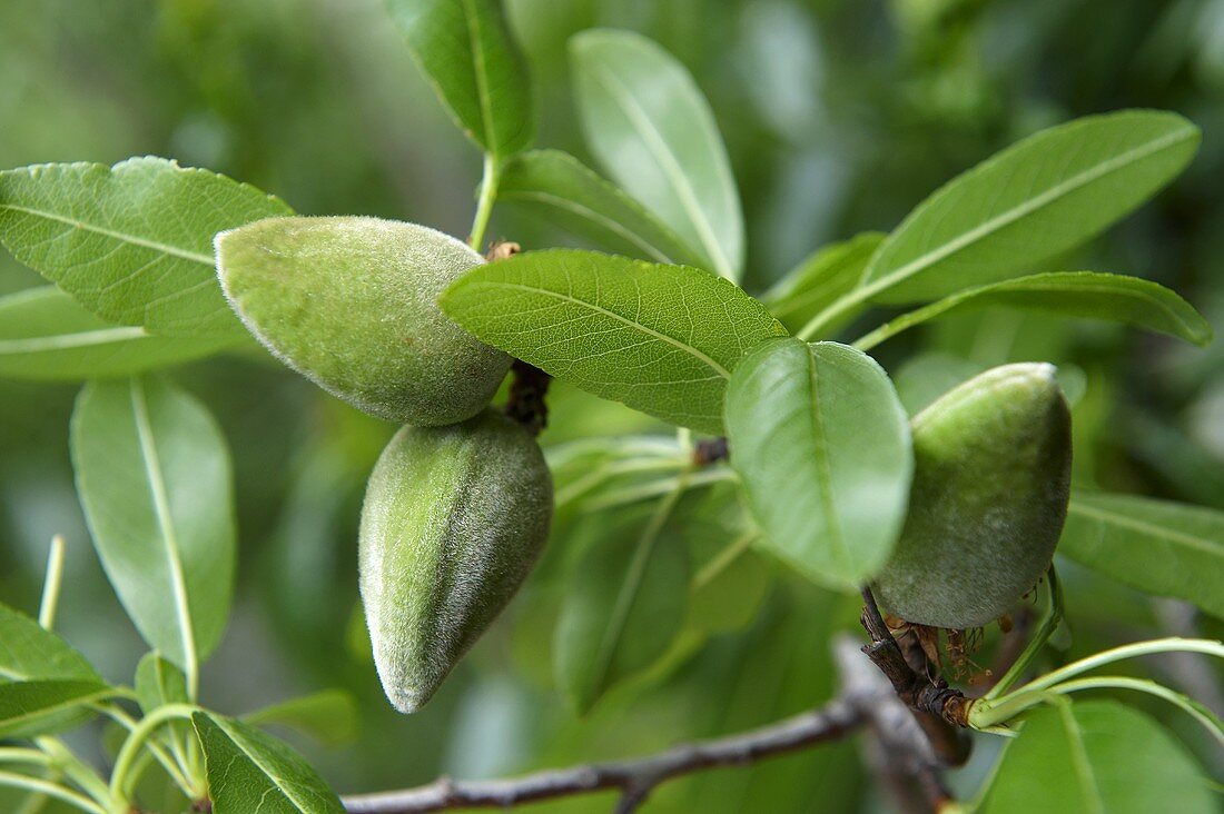 Almonds on a tree