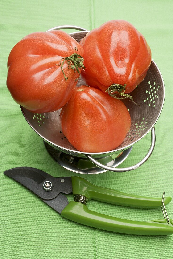 Tomaten im Küchensieb, daneben Gartenschere