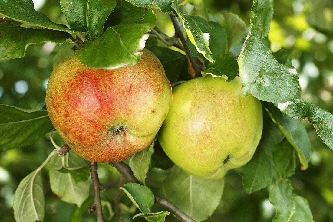 Frische Äpfel (Sorte Wintersdorfer Haferapfel) am Baum