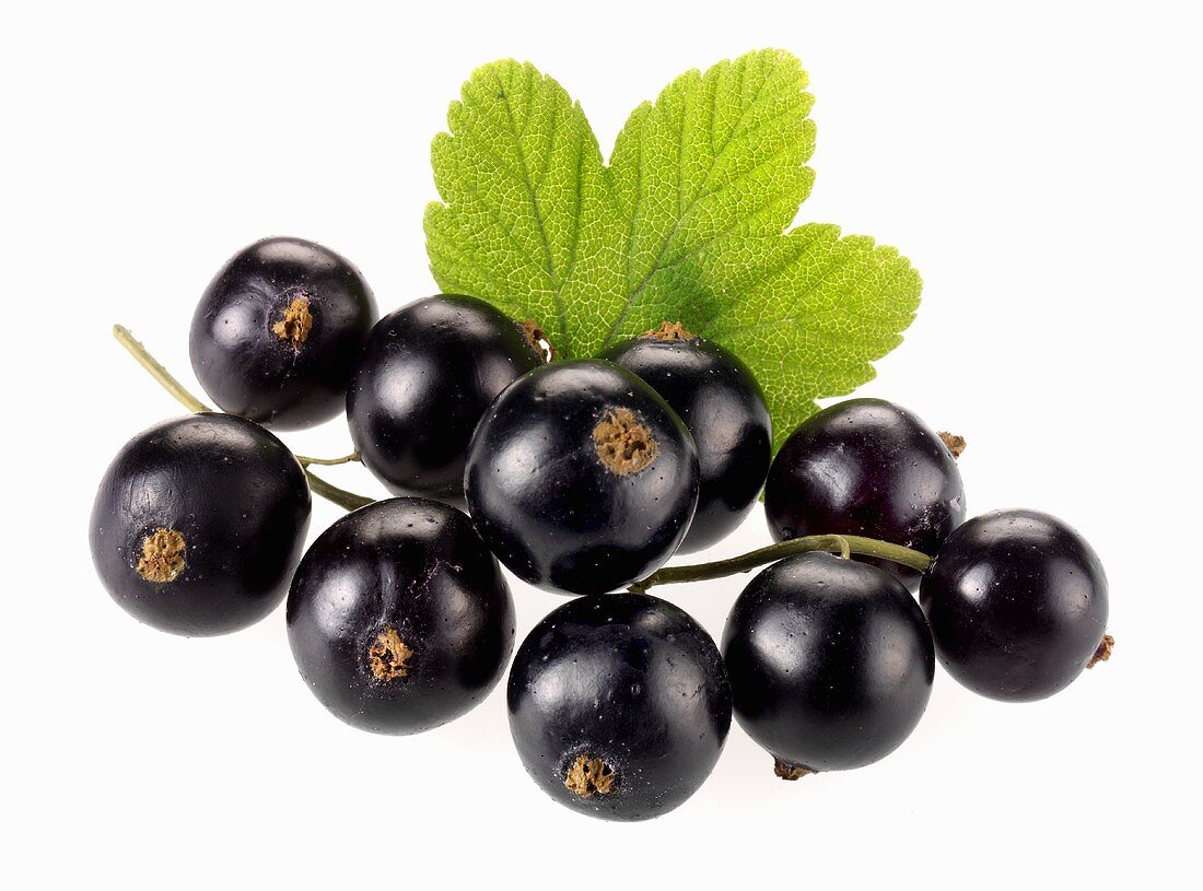 Schwarze Johannisbeeren