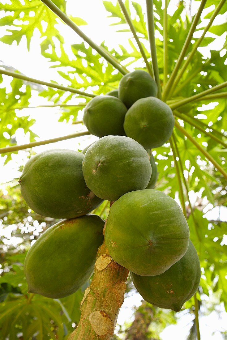 Papayas am Baum