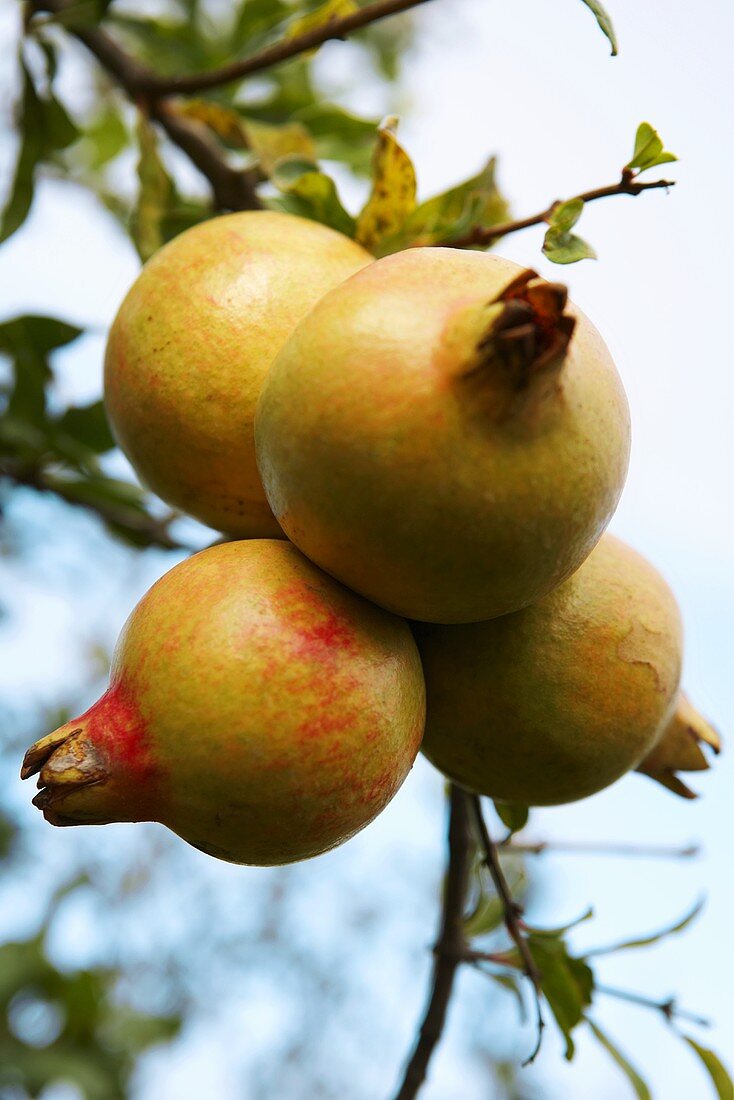Granatäpfel am Baum
