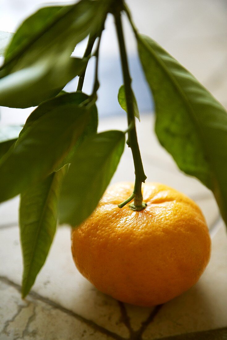 A clementine with stalk and leaves