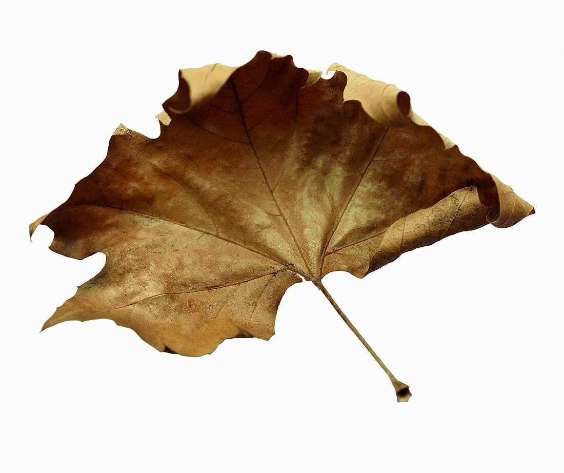 A dried maple leaf