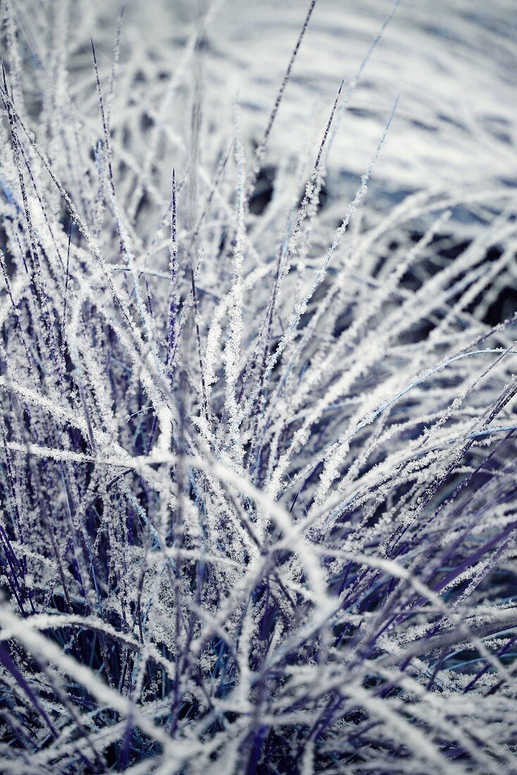 Hoar frost