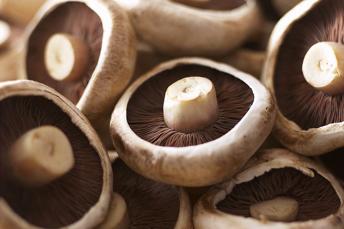 Frische Champignons