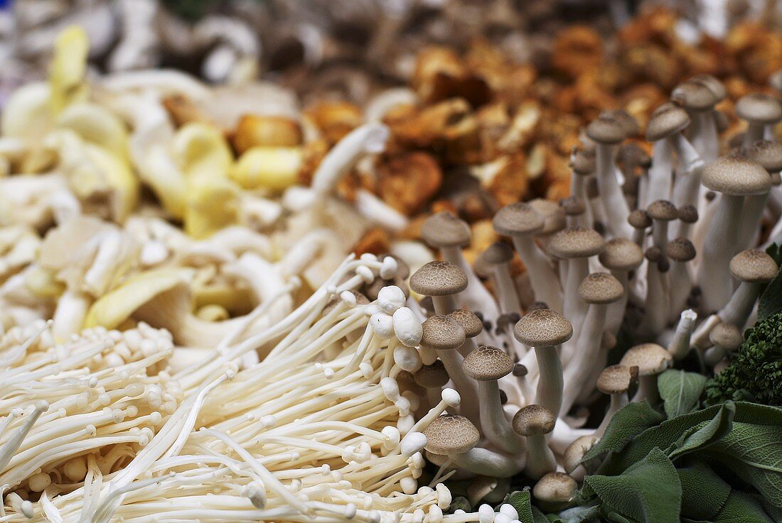 Various types of small mushrooms
