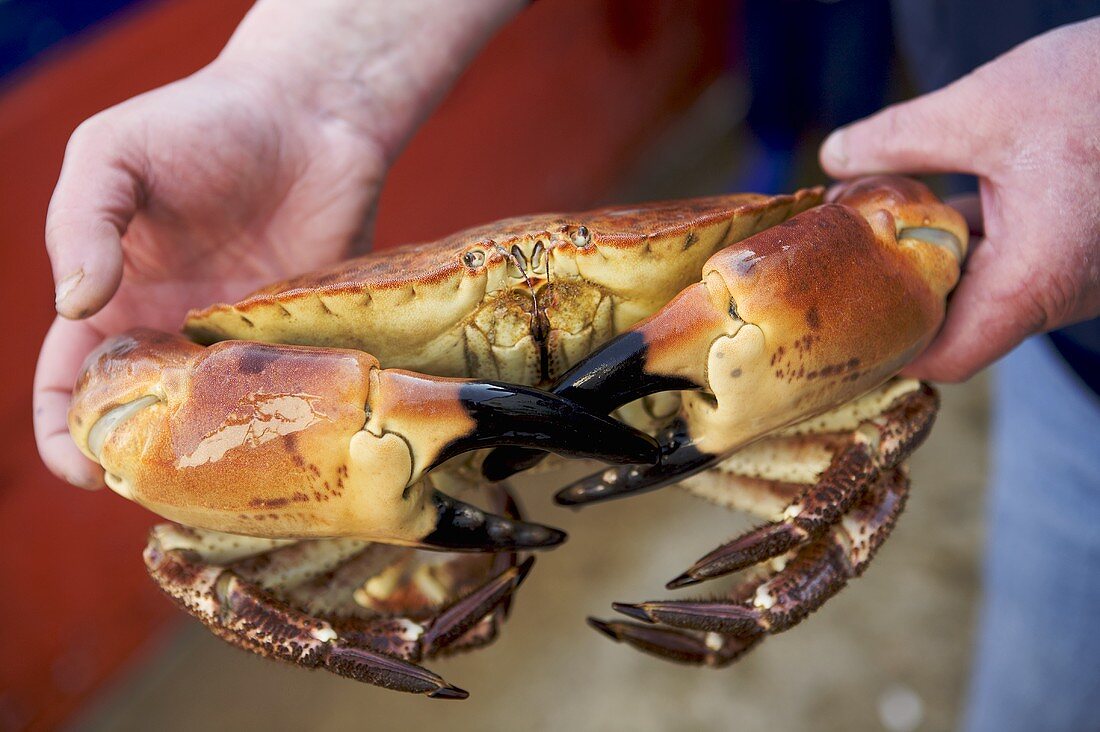 Man holding large crab in his hands (Jersey, Channel Islands)