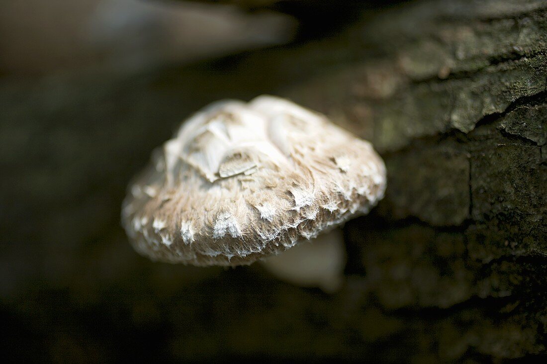 Shiitake mushroom on a tree trunk