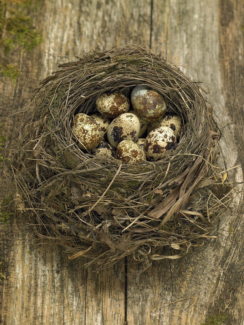 Quails' eggs in a nest