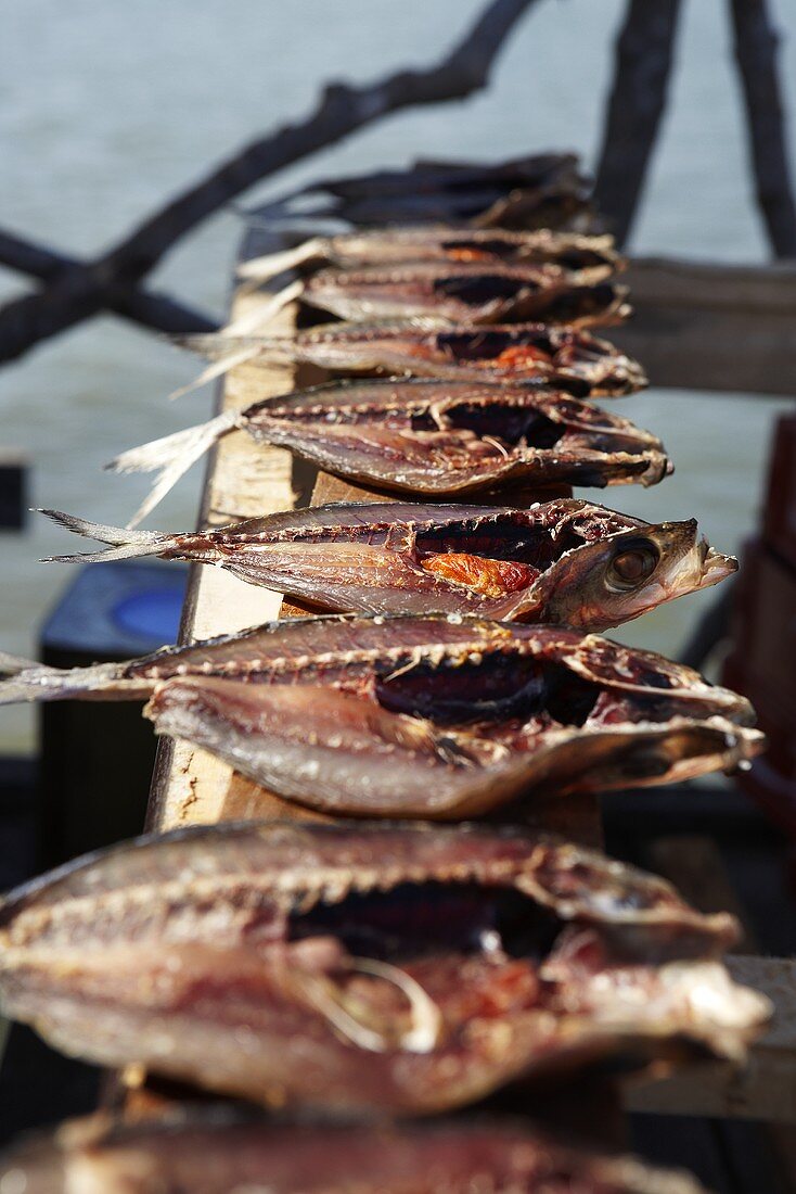Fische trocknen auf Holzbrett (Südostasien)