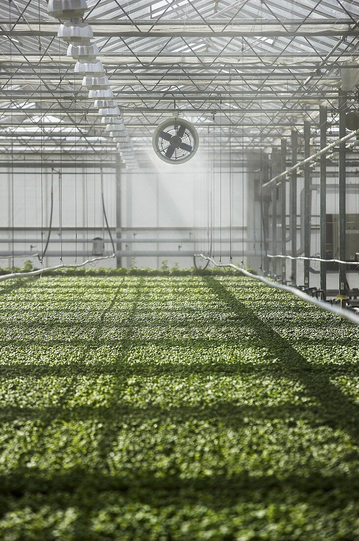 Watering basil in a greenhouse