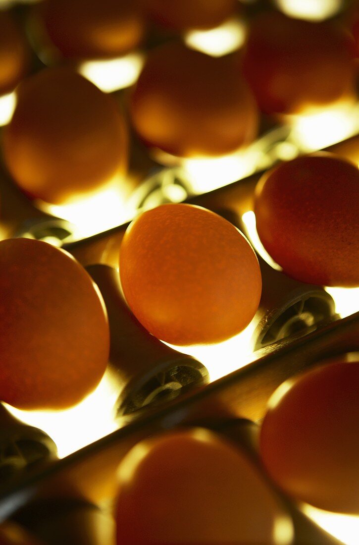 Eggs being inspected by candling on a chicken farm