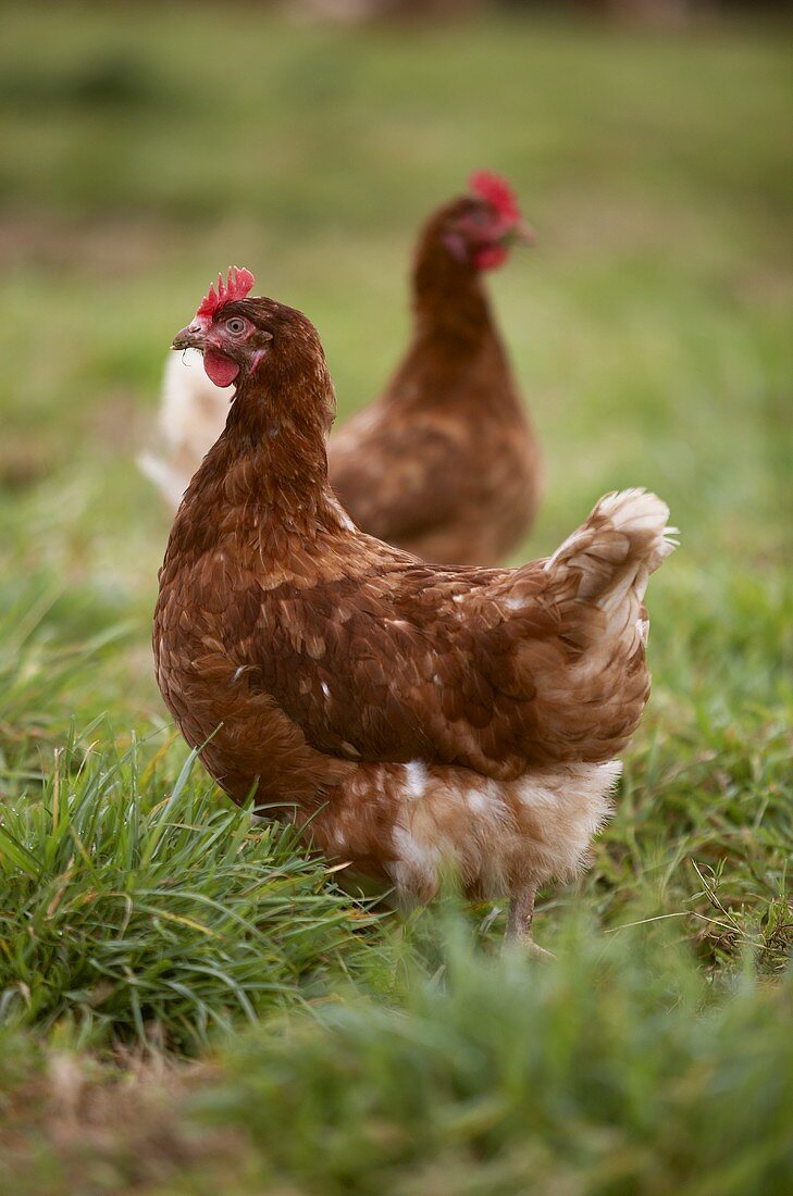 Two free-range hens