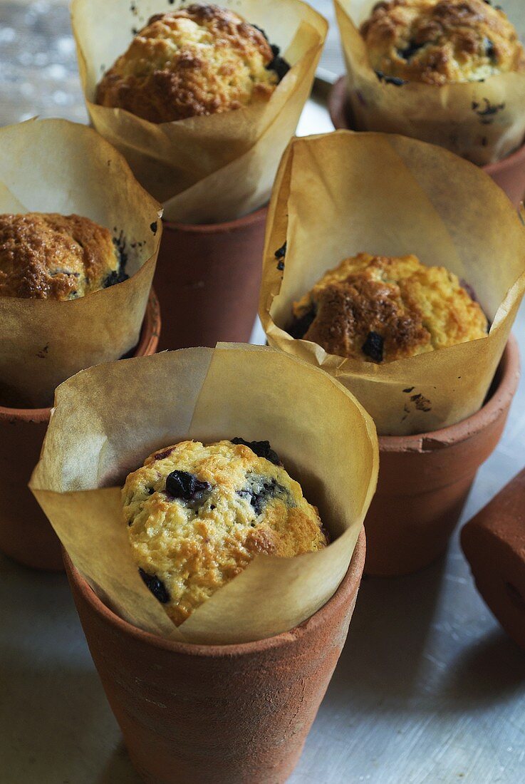 Blaubeer-Muffins in Tontöpfen gebacken