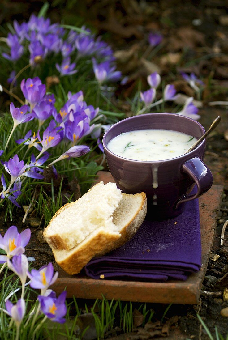 Leek & pea chowder with white bread in garden with crocuses