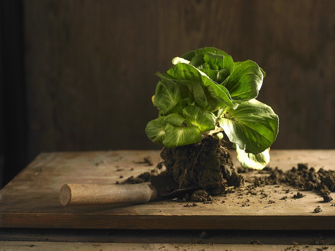 Chicory Grumolo Verde with soil on a trowel