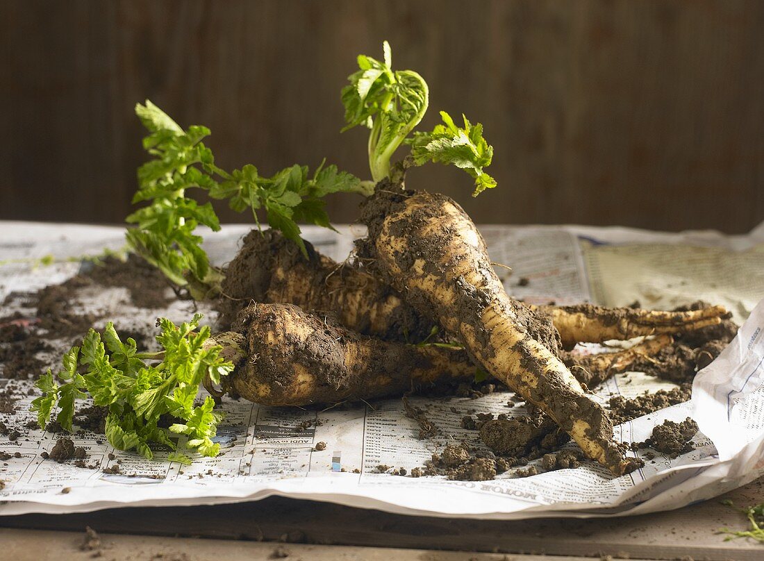 Freshly dug parsnips with soil on a newspaper