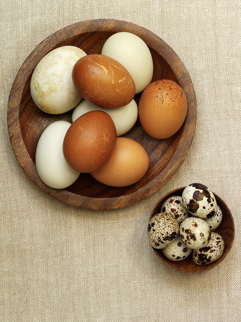 Different types of chicken and quail eggs