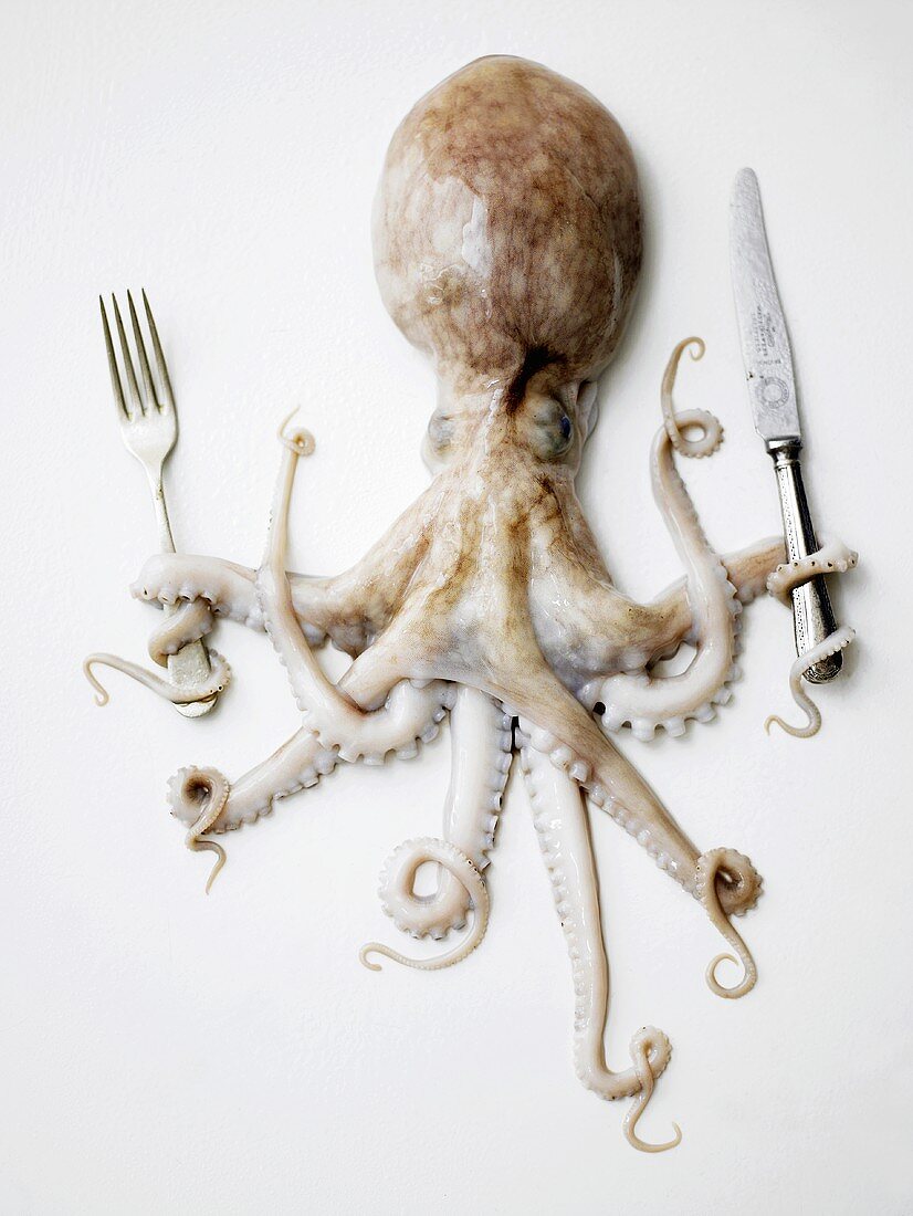 Oktopus mit Messer und Gabel