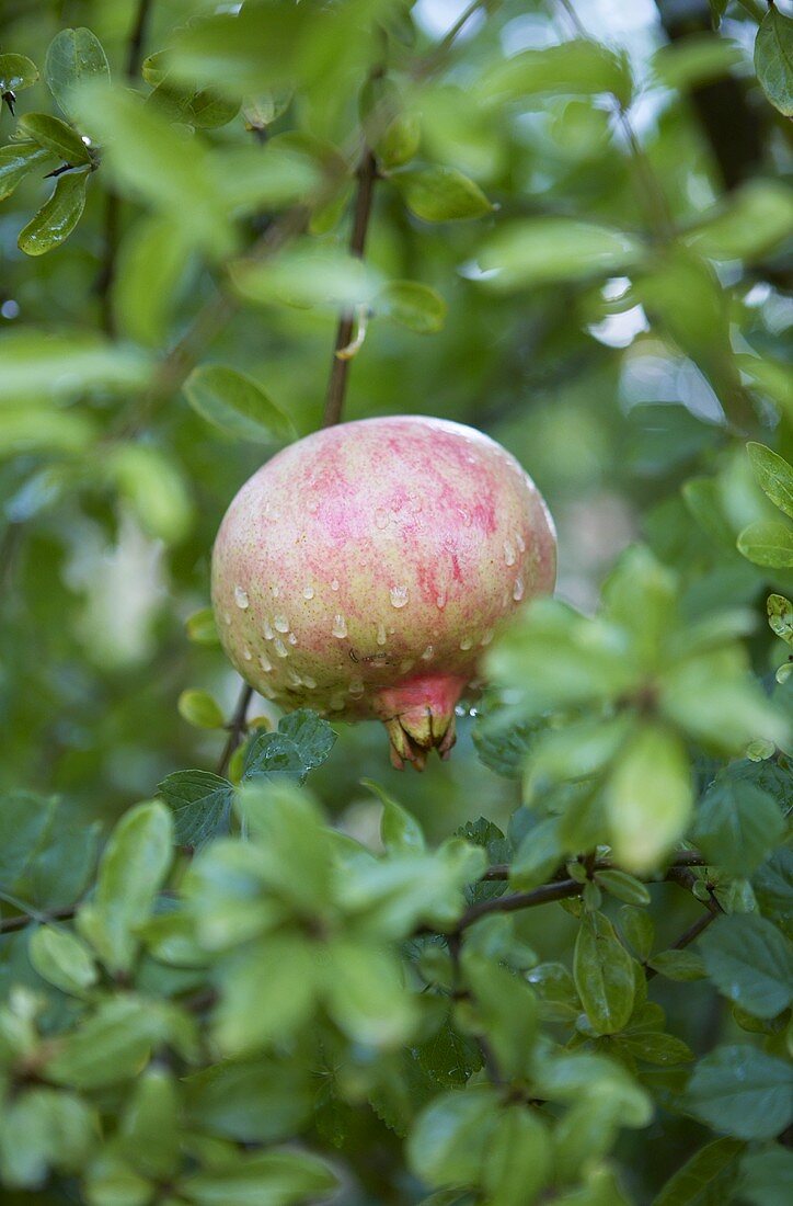 A pomegranate handing on a tree