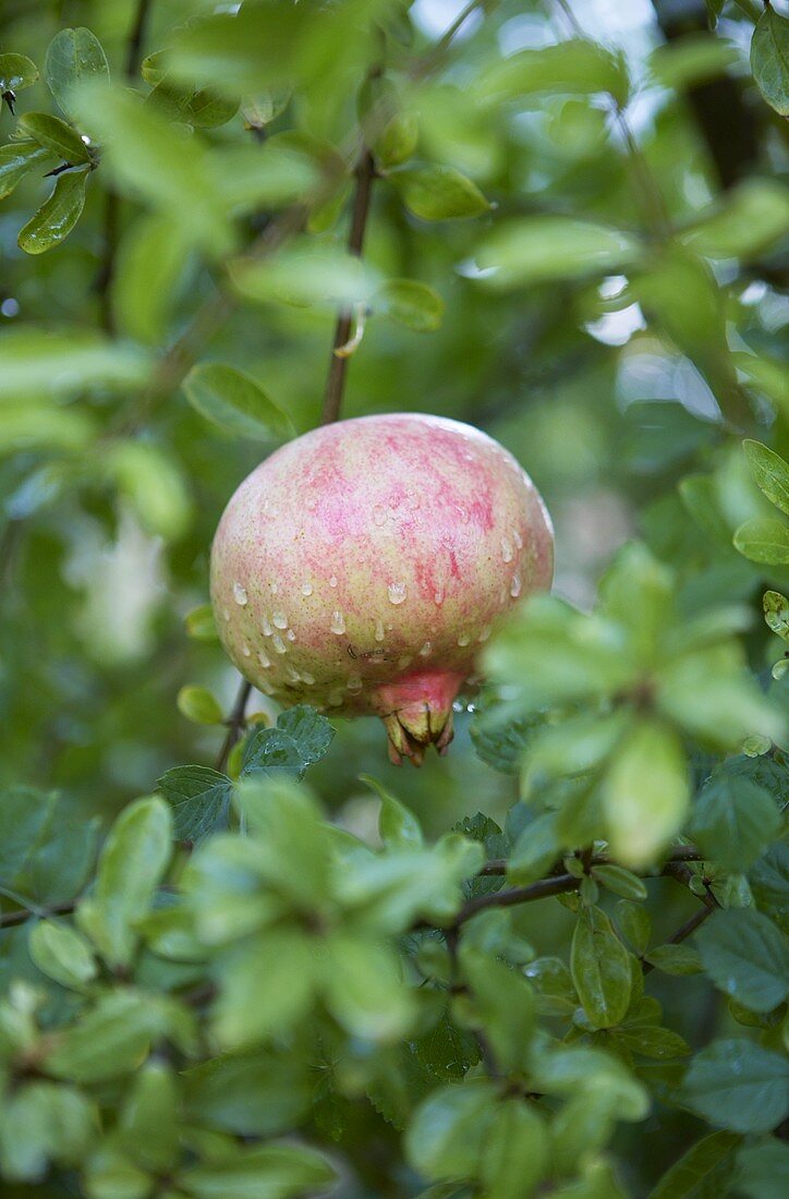 Ein Granatapfel am Baum