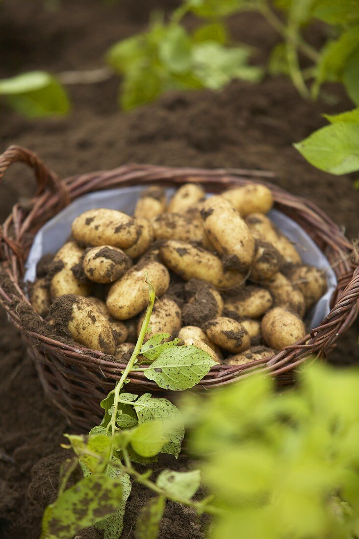 A basket full of freshly harvested potatoes