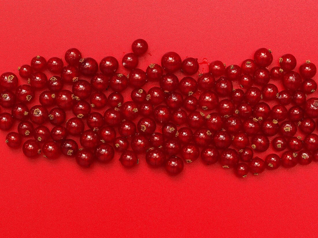Red currents on a red background