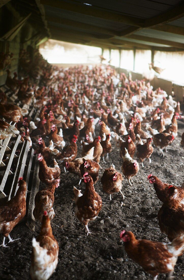 Many hens on a hen farm