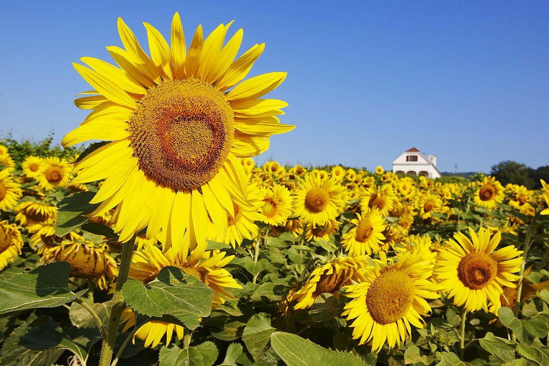 Sunflower field