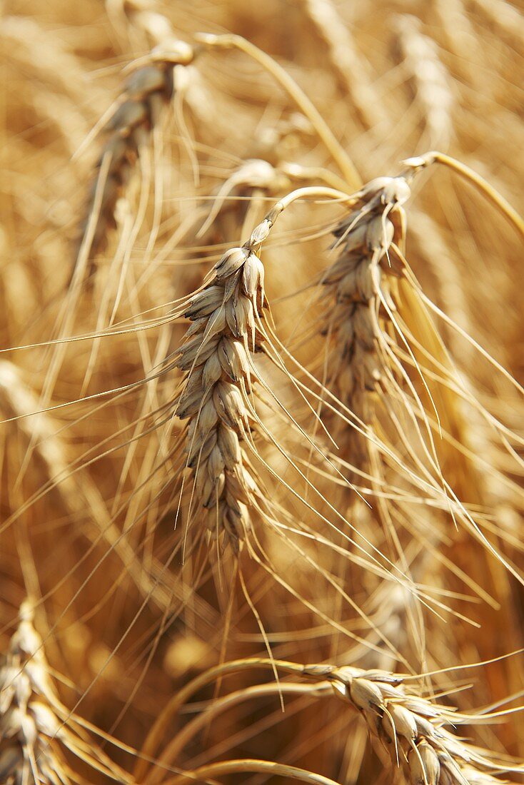 Wheat field (Close up)