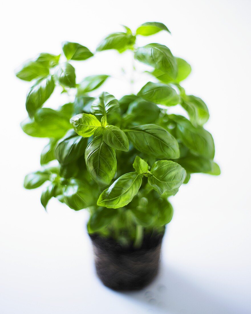 Fresh basil in pot