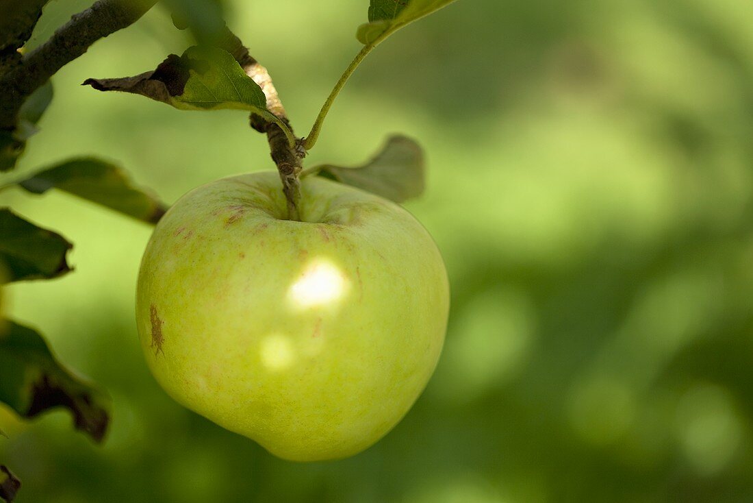 Ein grüner Apfel am Baum